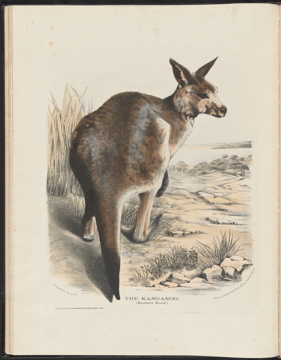 Australiens däggdjur (Krefft) Nla.obj-33627803-11 Känguru av Harriet Morgan