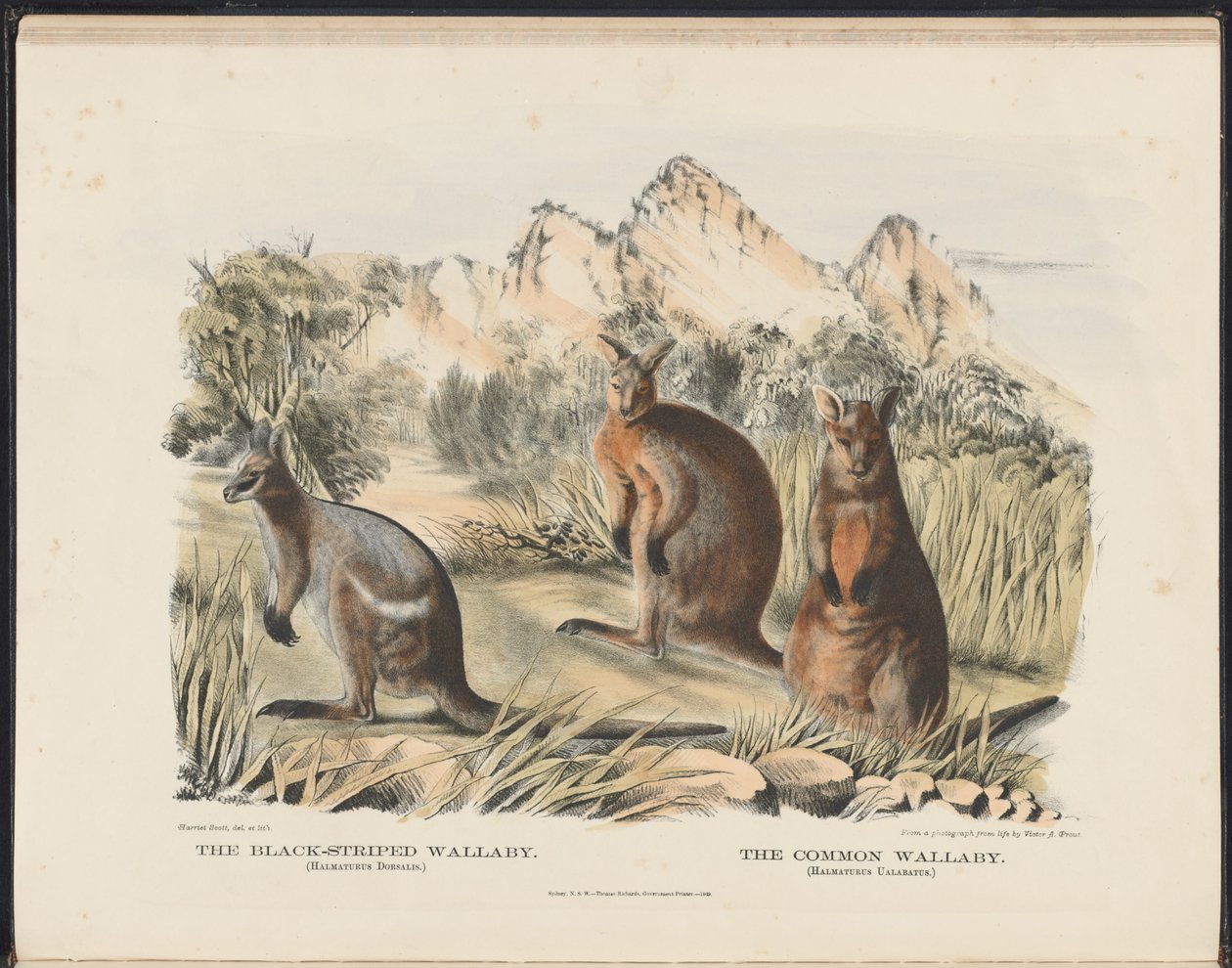 Däggdjur i Australien (Krefft) Nla.obj-33627803-13 Den svartrandiga Wallaby och Common Wallaby av Harriet Morgan