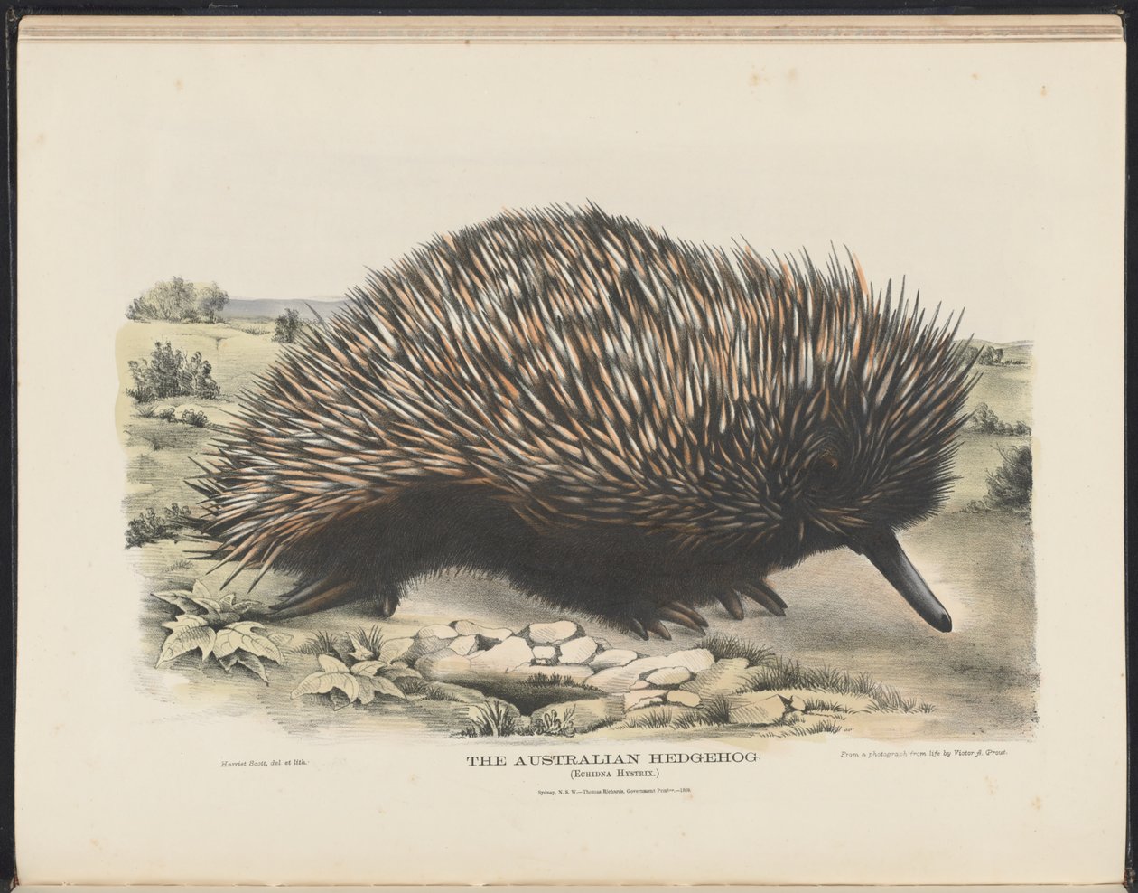 Australiens däggdjur (Krefft) Nla.obj-33627803-15 The Australian Hedgehog av Harriet Morgan