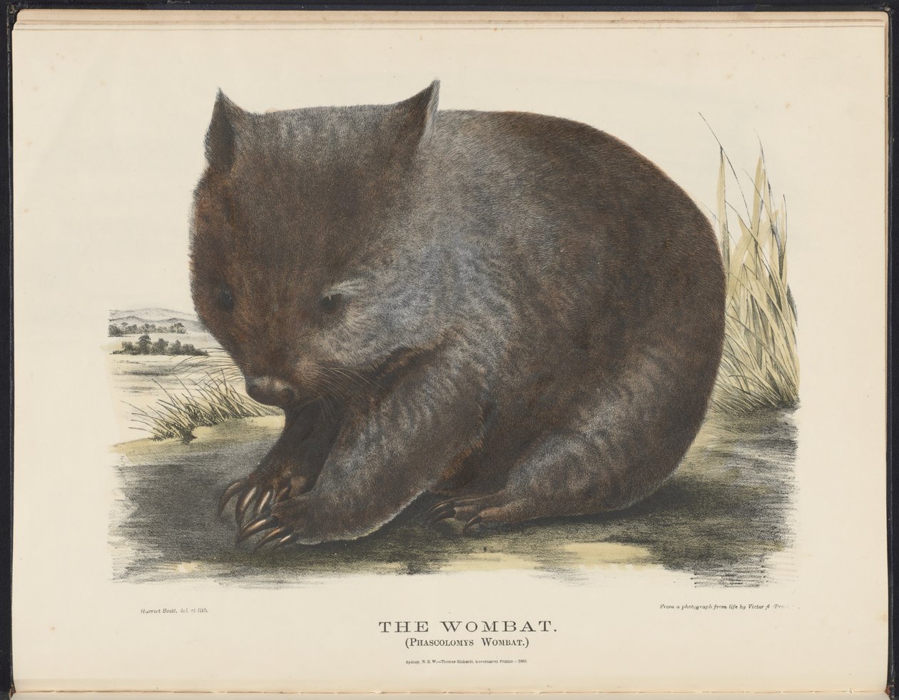 Däggdjur i Australien (Krefft) Nla.obj-33627803-6 The Wombat av Harriet Morgan