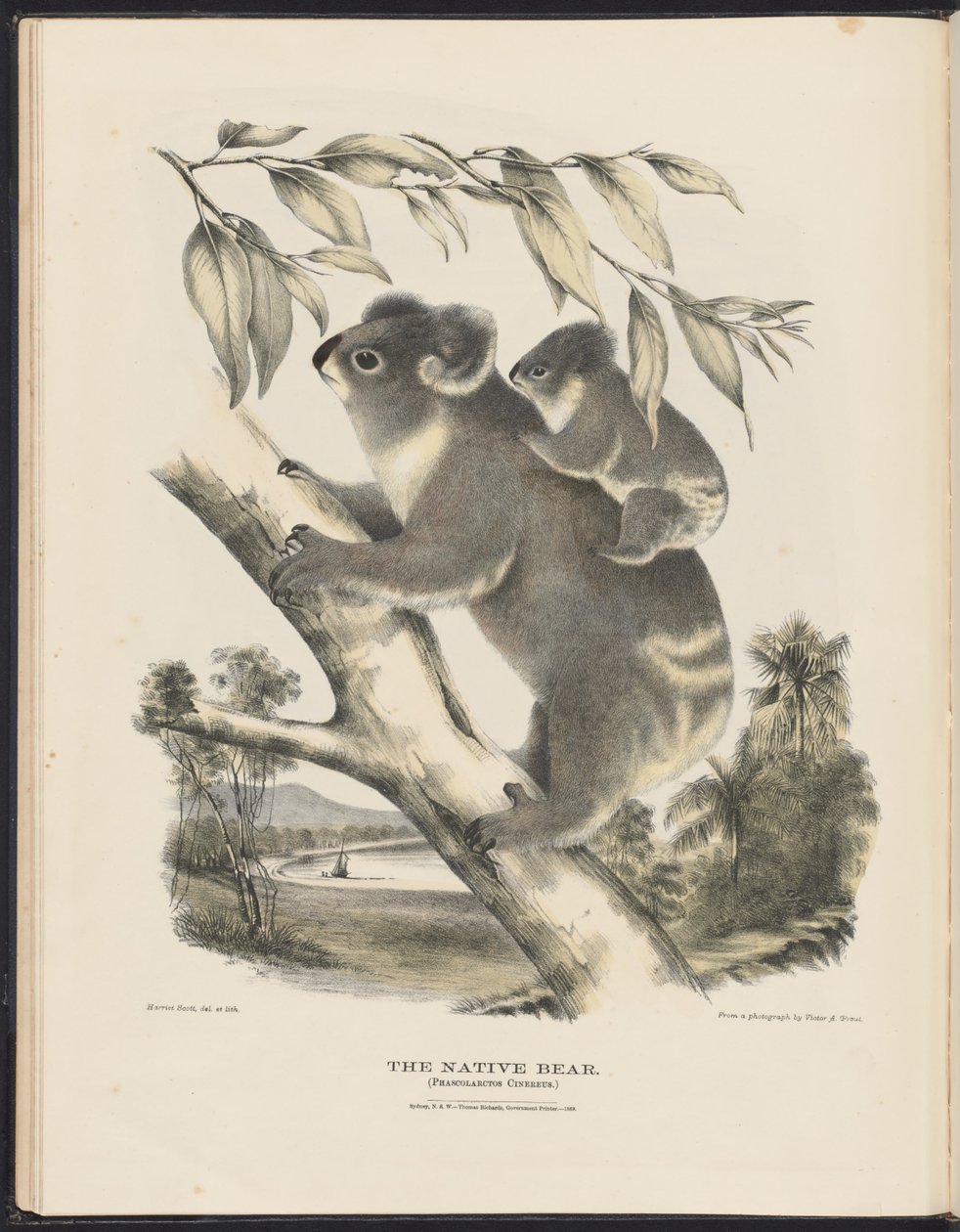 Däggdjur i Australien (Krefft) Nla.obj-33627803-7 Den infödda björnen av Harriet Morgan