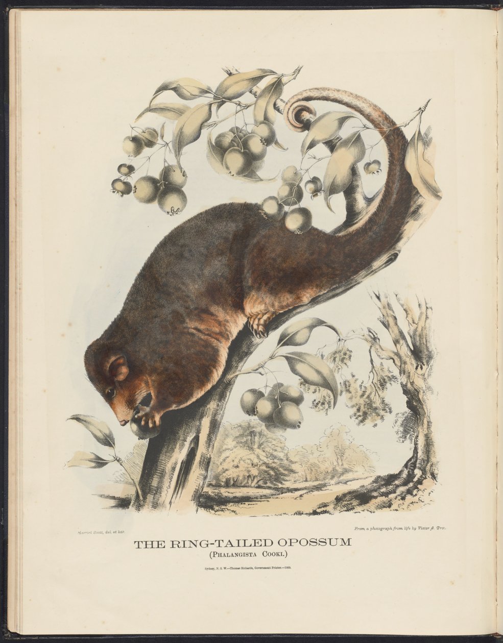 Australiens däggdjur (Krefft) Nla.obj-33627803-8 The Ring-tailed Opossum av Harriet Morgan