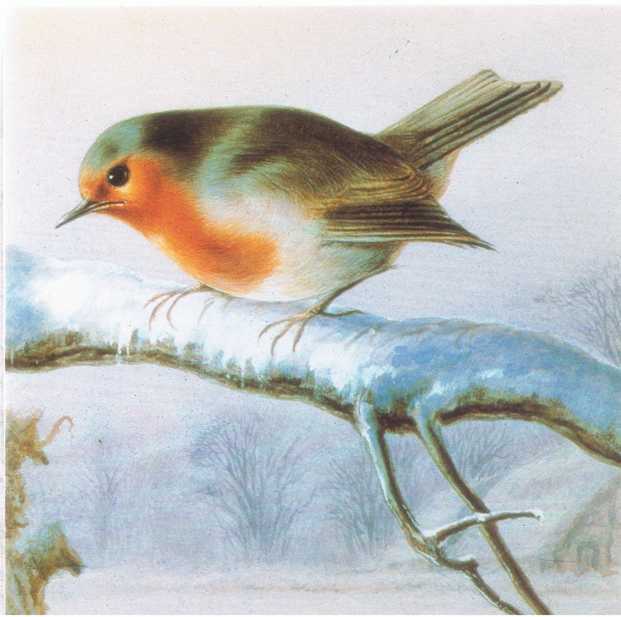 Robin, färg julkort av Harry Bright