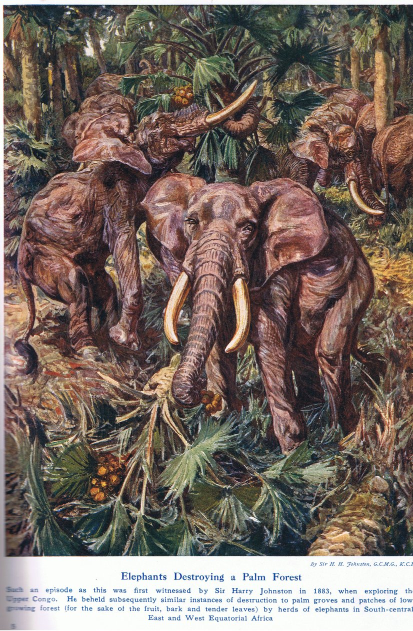 Elefanter som förstör en palmskog, illustration från "Wonders of Land and Sea", publicerad av Cassell, London, 1914. av Harry Hamilton Johnston