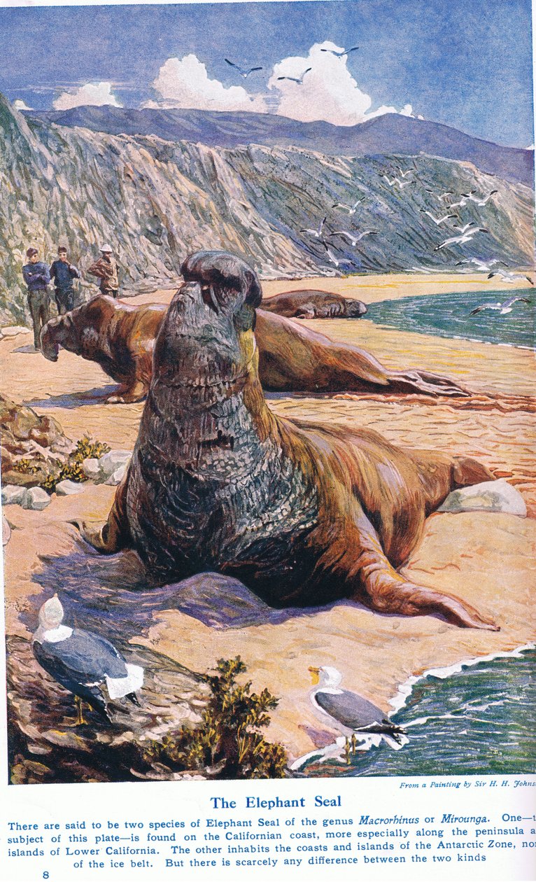 The Elephant Seal, illustration från "Wonders of Land and Sea", publicerad av Cassell, London, 1914 av Harry Hamilton Johnston