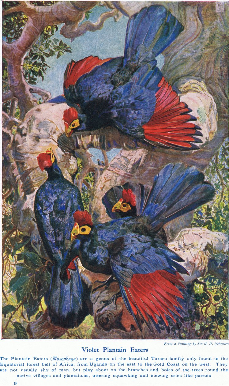 Violett Plantain Eaters, illustration från "Wonders of Lands and Sea", publicerad av Cassell, London, 1914 av Harry Hamilton Johnston