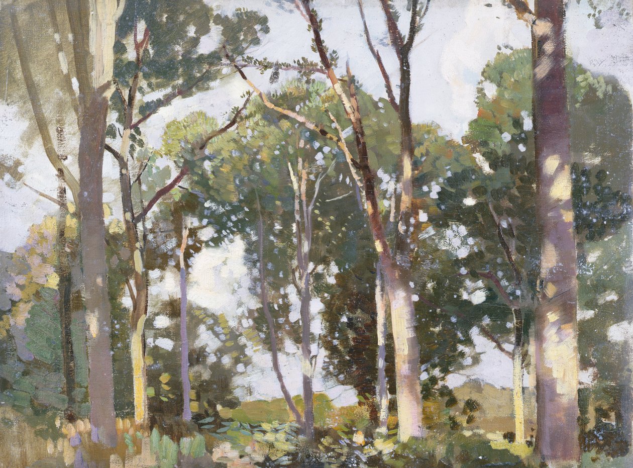 Träd i solljus (panel) av Harry Watson