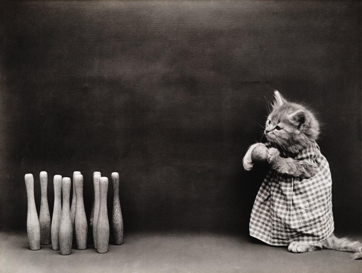 Serie med kattungar: Bowling, ca 1914 (silvertryck) av Harry Whittier Frees