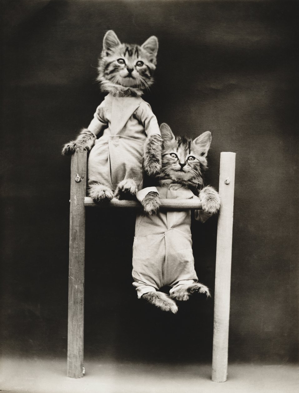 Serie med kattungar: Excercising, ca 1914 (silvertryck) av Harry Whittier Frees