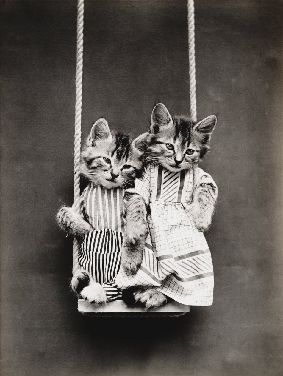 Serie med kattungar: På en gunga, ca 1914 (silvertryck) av Harry Whittier Frees