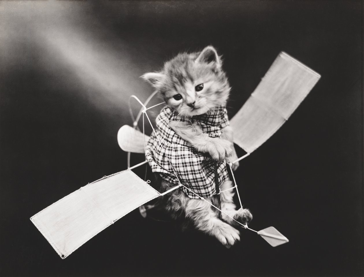 Serie med kattungar: Pilot flyger flygplan, ca 1914 (silvertryck) av Harry Whittier Frees