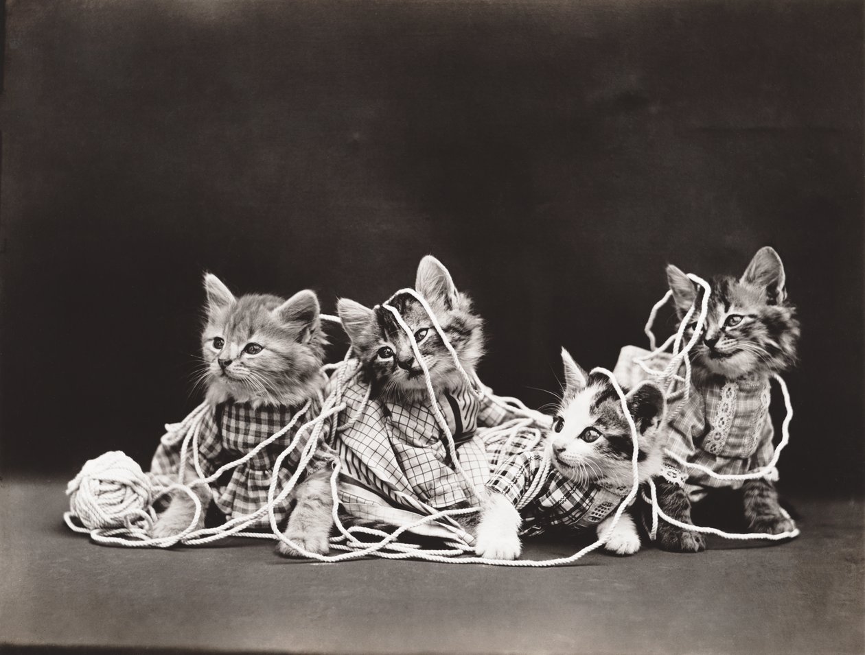 Serie med kattungar: Tangled in Yarn, ca 1914 (silvertryck) av Harry Whittier Frees