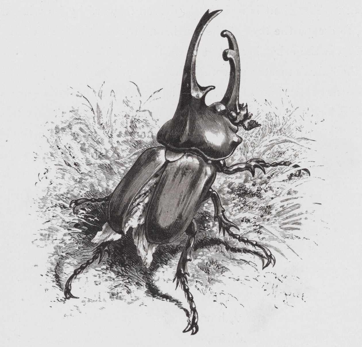 Insekten: Beetle (gravyr) av Hector Giacomelli