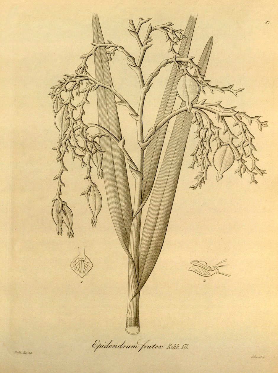 Illustration of: Epidendrum frutex av Heinrich Gustav Reichenbach