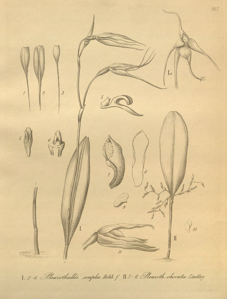 Illustration of Pleurothallis sirene  av Heinrich Gustav Reichenbach