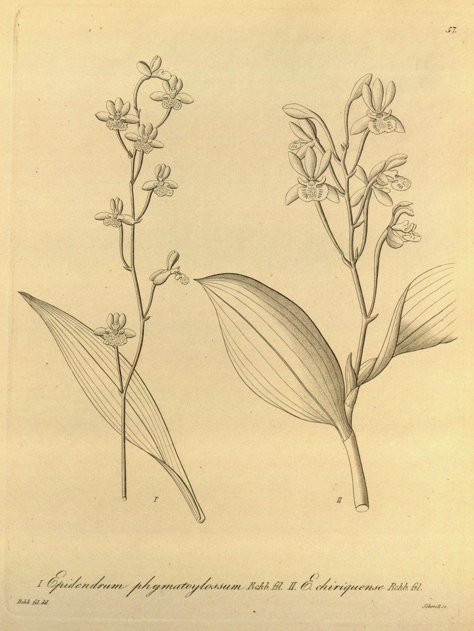 Illustration of Prosthechea varicosa (as syn. Epidendrum phymatoglossum and Epidendrum chiriquense) av Heinrich Gustav Reichenbach