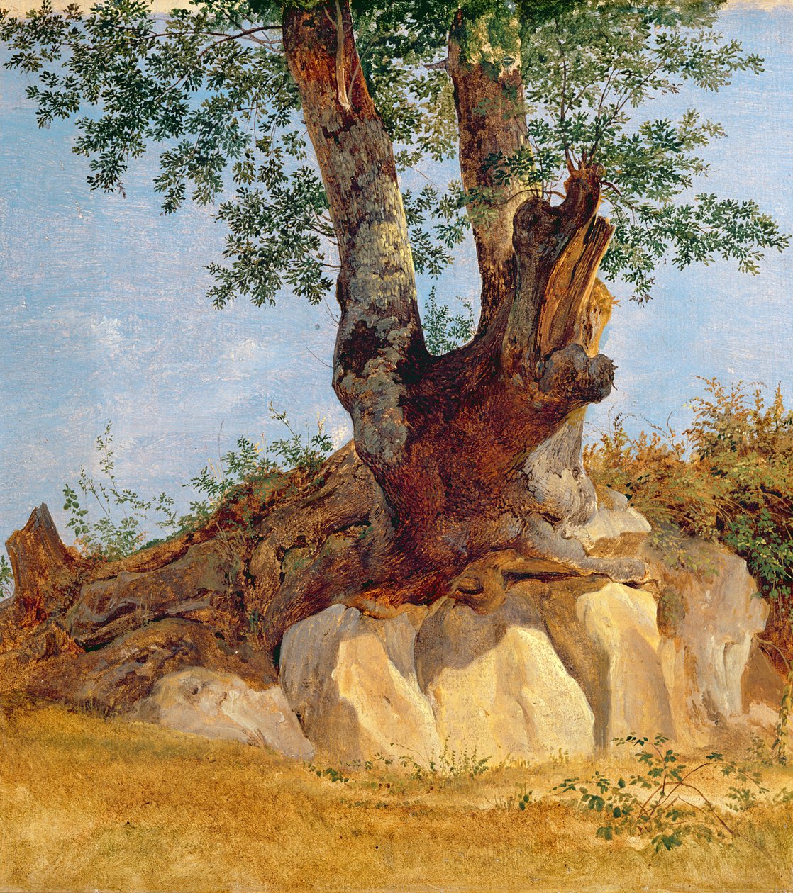 Et træ i Campagna, 1822-23 (olie på papir på lærred) swed av Heinrich Reinhold