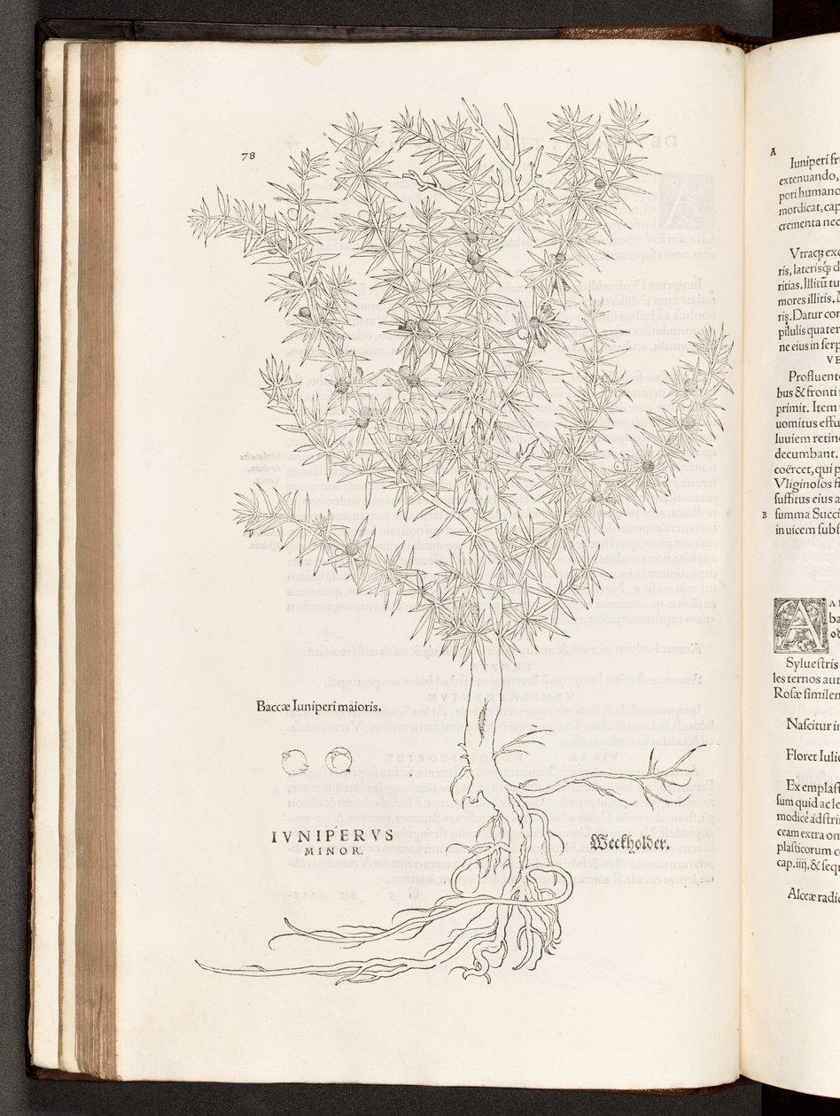BT3.267.5 s.78 Juniper, illustration från The history of racism av Leonhart Fuchs, 1542 av Heinrich and Meyer, Albert Fullmaurer