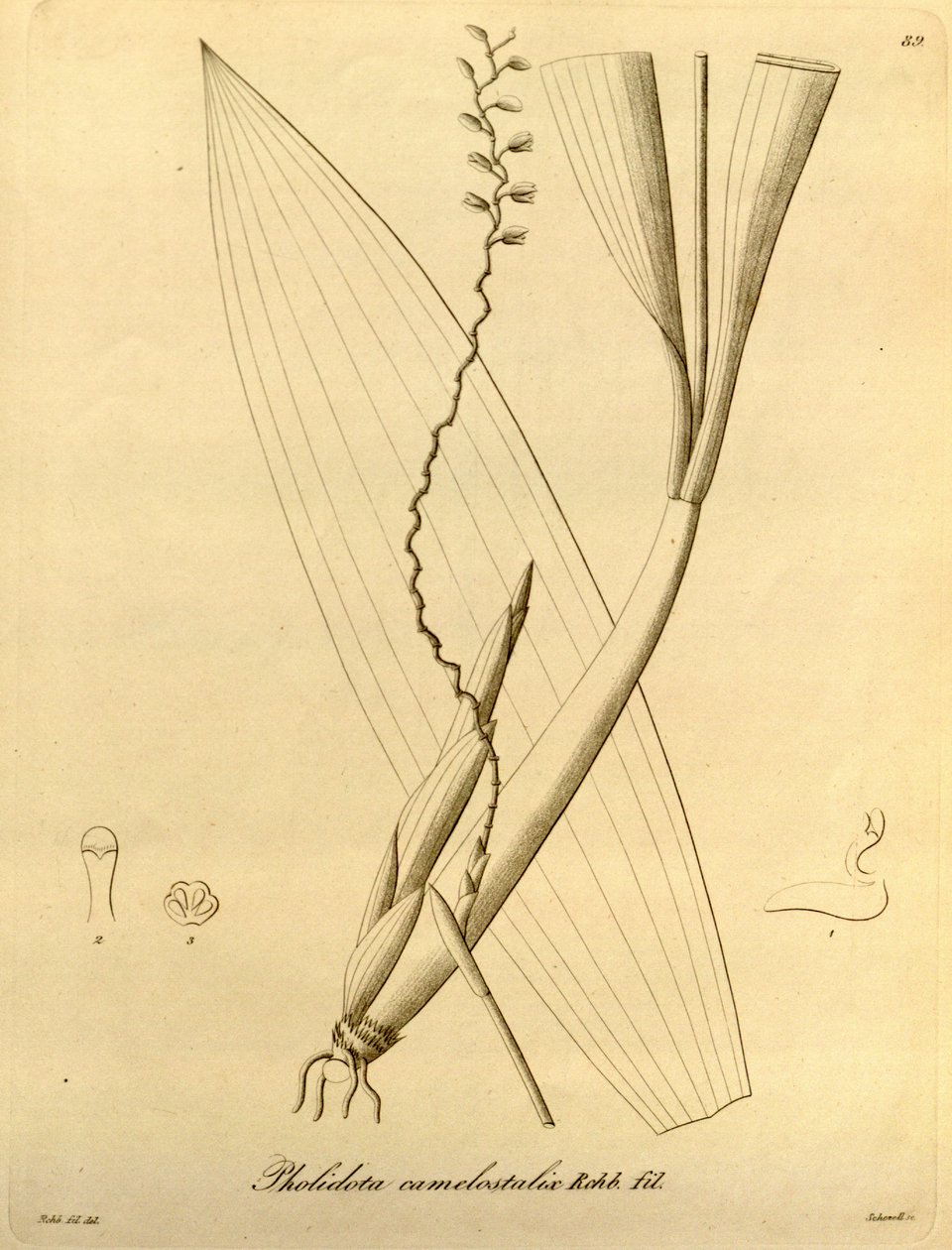 Illustration av Pholiota camelostalix av Heinrich Gustav Reichenbach