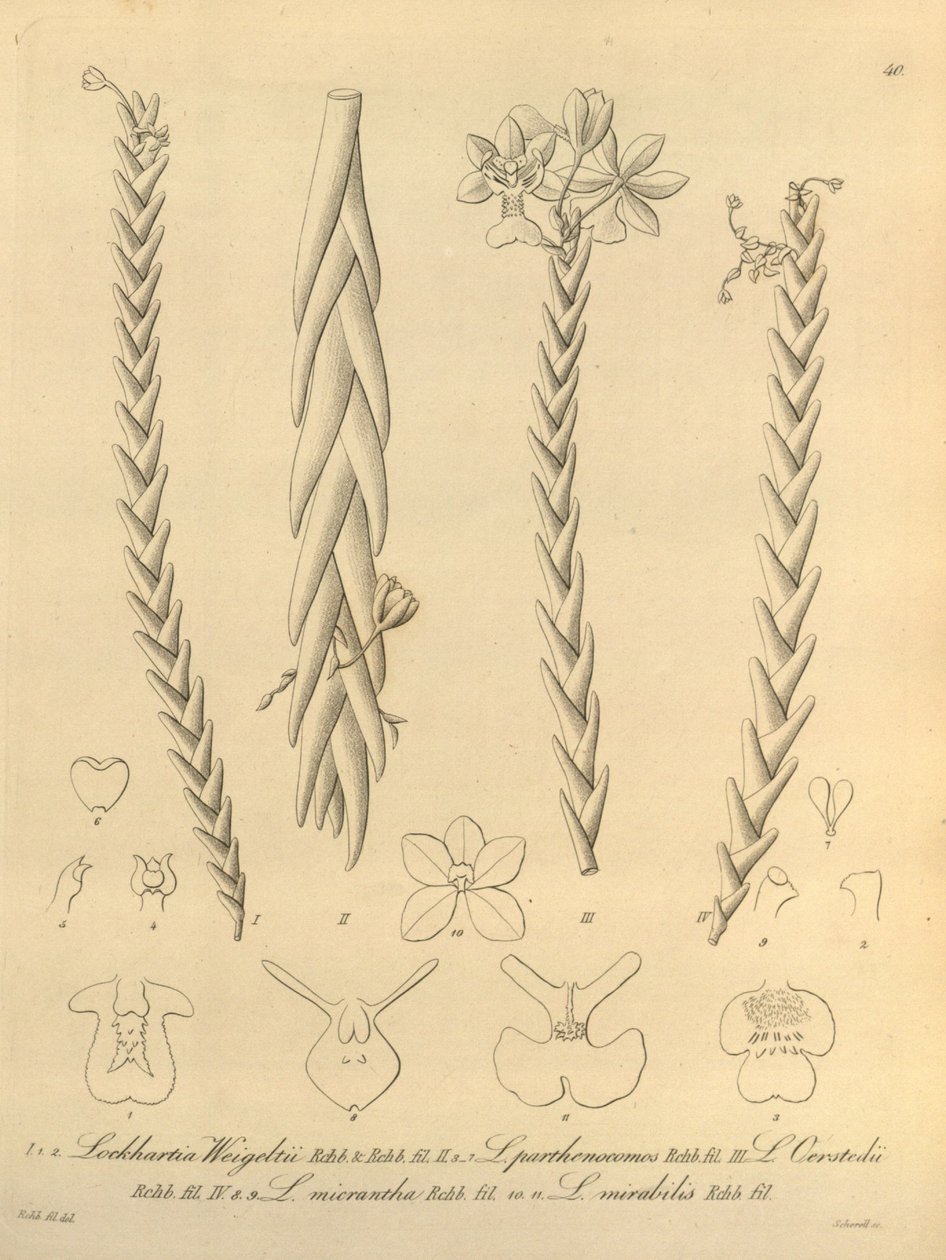 Lockhartia - Xenia vol 1 (1858) fig 40 av Heinrich Gustav Reichenbach