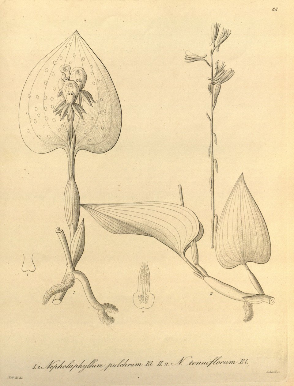 Den här filen kommer från Biodiversity Heritage Library och är tillgänglig online på biodiversitylibrary.org/page/696488 av Heinrich Gustav Reichenbach
