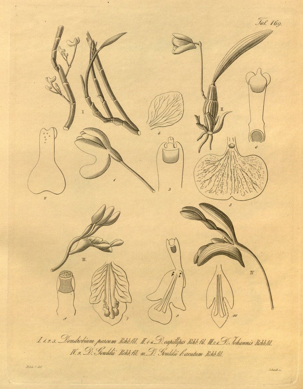 Den här filen kommer från Biodiversity Heritage Library och är tillgänglig online på biodiversitylibrary.org/page/698365 av Heinrich Gustav Reichenbach