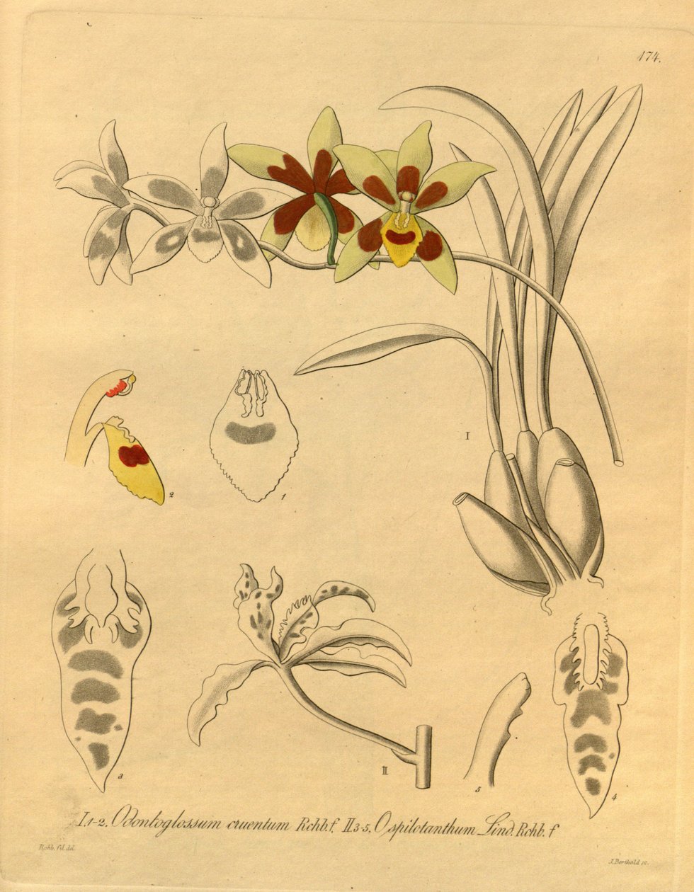 Den här filen kommer från Biodiversity Heritage Library och är tillgänglig online på biodiversitylibrary.org/page/698370 av Heinrich Gustav Reichenbach