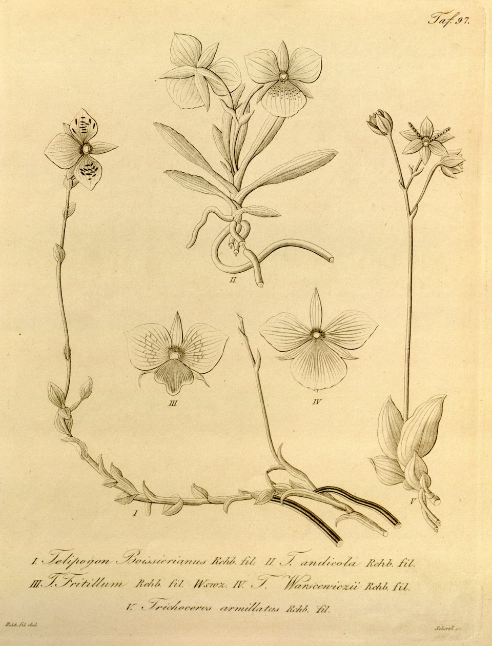 Den här filen kommer från Biodiversity Heritage Library och är tillgänglig online på biodiversitylibrary.org/page/696497 av Heinrich Gustav Reichenbach