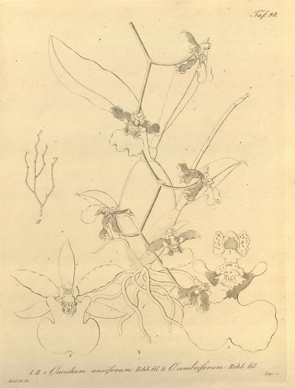 Den här filen kommer från Biodiversity Heritage Library och är tillgänglig online på biodiversitylibrary.org/page/696498 av Heinrich Gustav Reichenbach