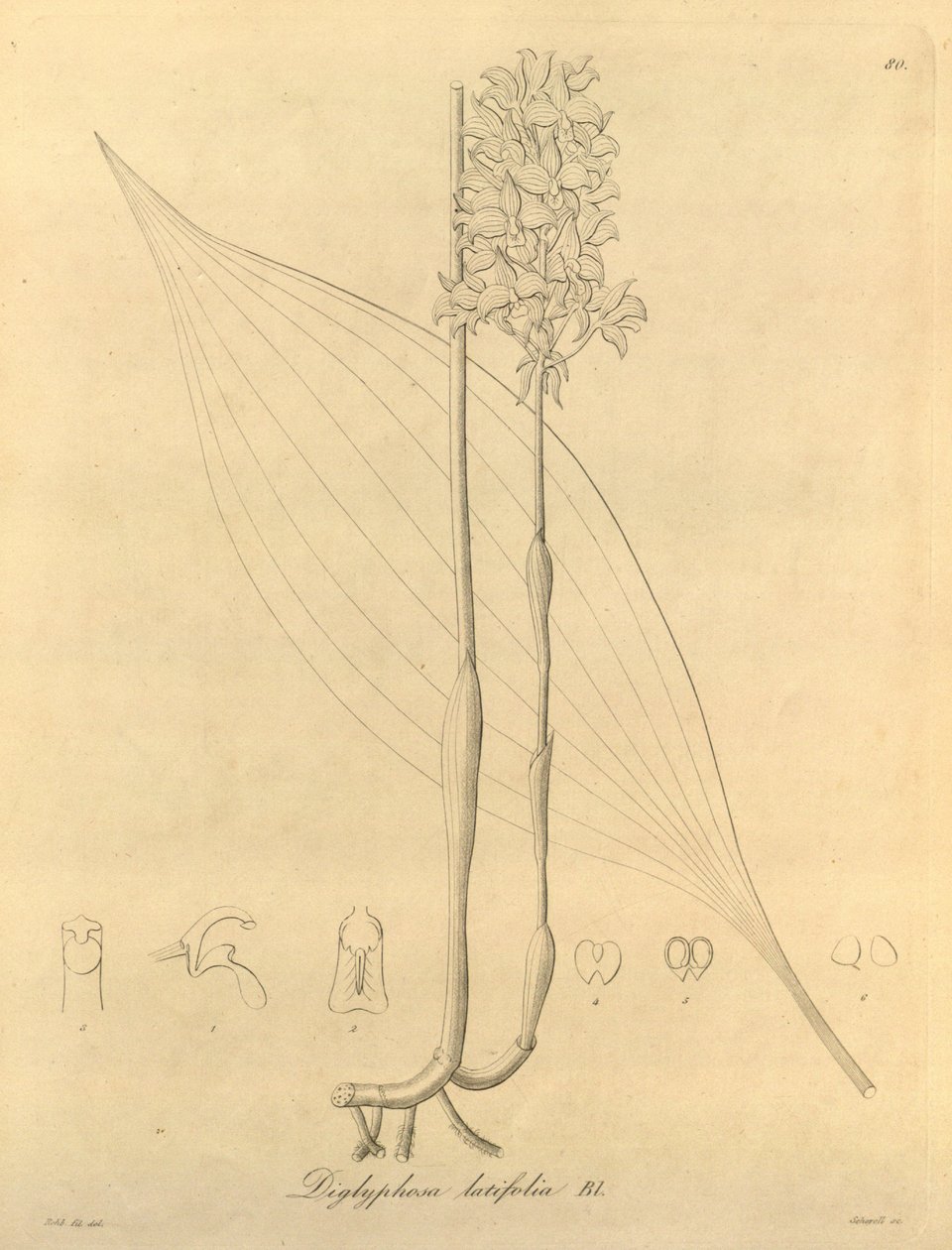 Den här filen kommer från Biodiversity Heritage Library och är tillgänglig online på biodiversitylibrary.org/page/696480 av Heinrich Gustav Reichenbach
