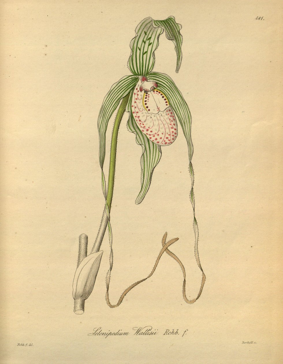 Den här filen kommer från Biodiversity Heritage Library och är tillgänglig online på biodiversitylibrary.org/page/698377 av Heinrich Gustav Reichenbach