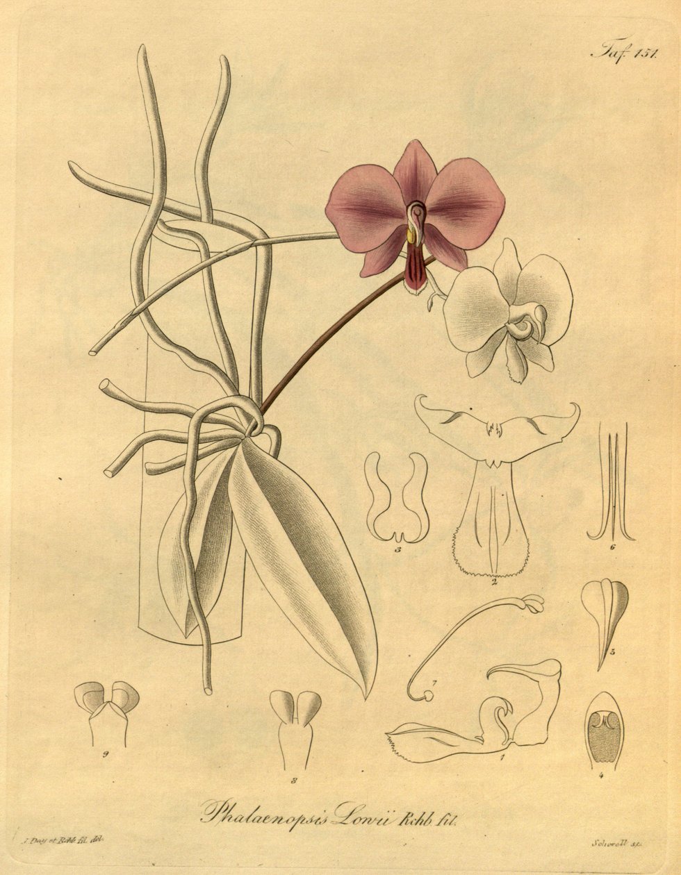 Den här filen kommer från Biodiversity Heritage Library och är tillgänglig online på biodiversitylibrary.org/page/698347 av Heinrich Gustav Reichenbach