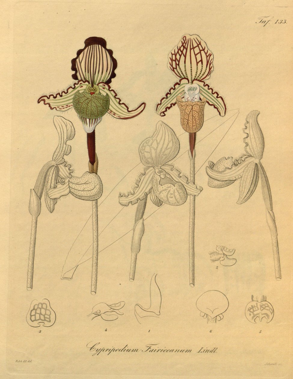 Den här filen kommer från Biodiversity Heritage Library och är tillgänglig online på biodiversitylibrary.org/page/698329 av Heinrich Gustav Reichenbach