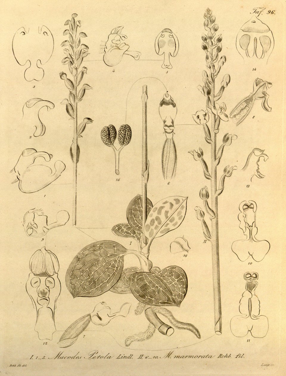 Den här filen kommer från Biodiversity Heritage Library och är tillgänglig online på biodiversitylibrary.org/page/696496 av Heinrich Gustav Reichenbach