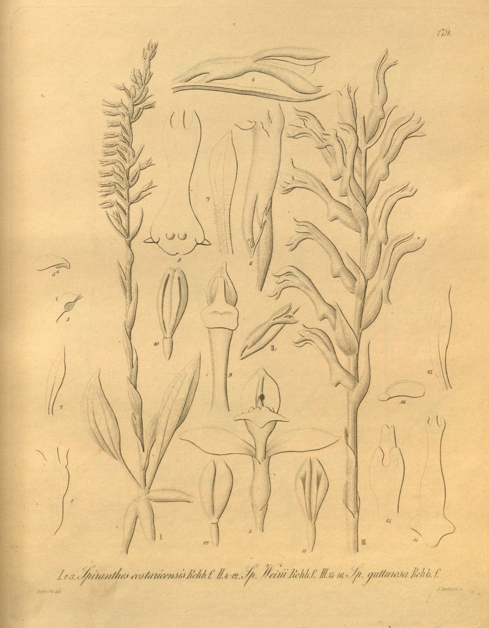 Den här filen kommer från Biodiversity Heritage Library och är tillgänglig online på biodiversitylibrary.org/page/698375 av Heinrich Gustav Reichenbach
