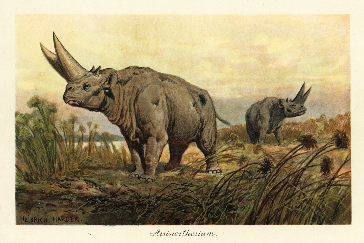 Arsinoitherium, ett utdött släkte av paenungulata däggdjur., 1908 (tryck) av Heinrich Harder