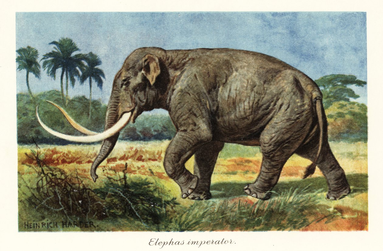 Columbian mammut utdöd art av mammut, Pleistocene., 1908 (Tryck) av Heinrich Harder