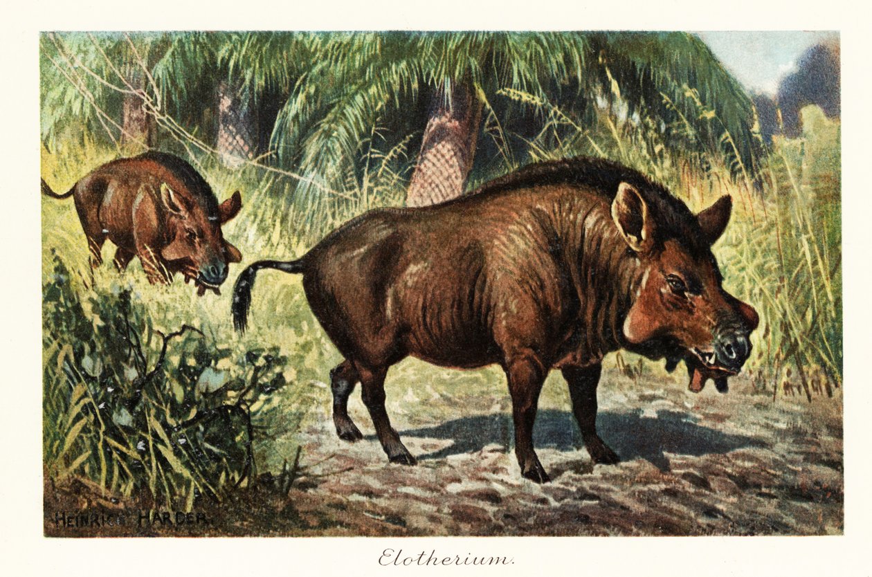 Entelodon, utdött släkte av entelodont artiodactyl., 1908 (tryckt) av Heinrich Harder