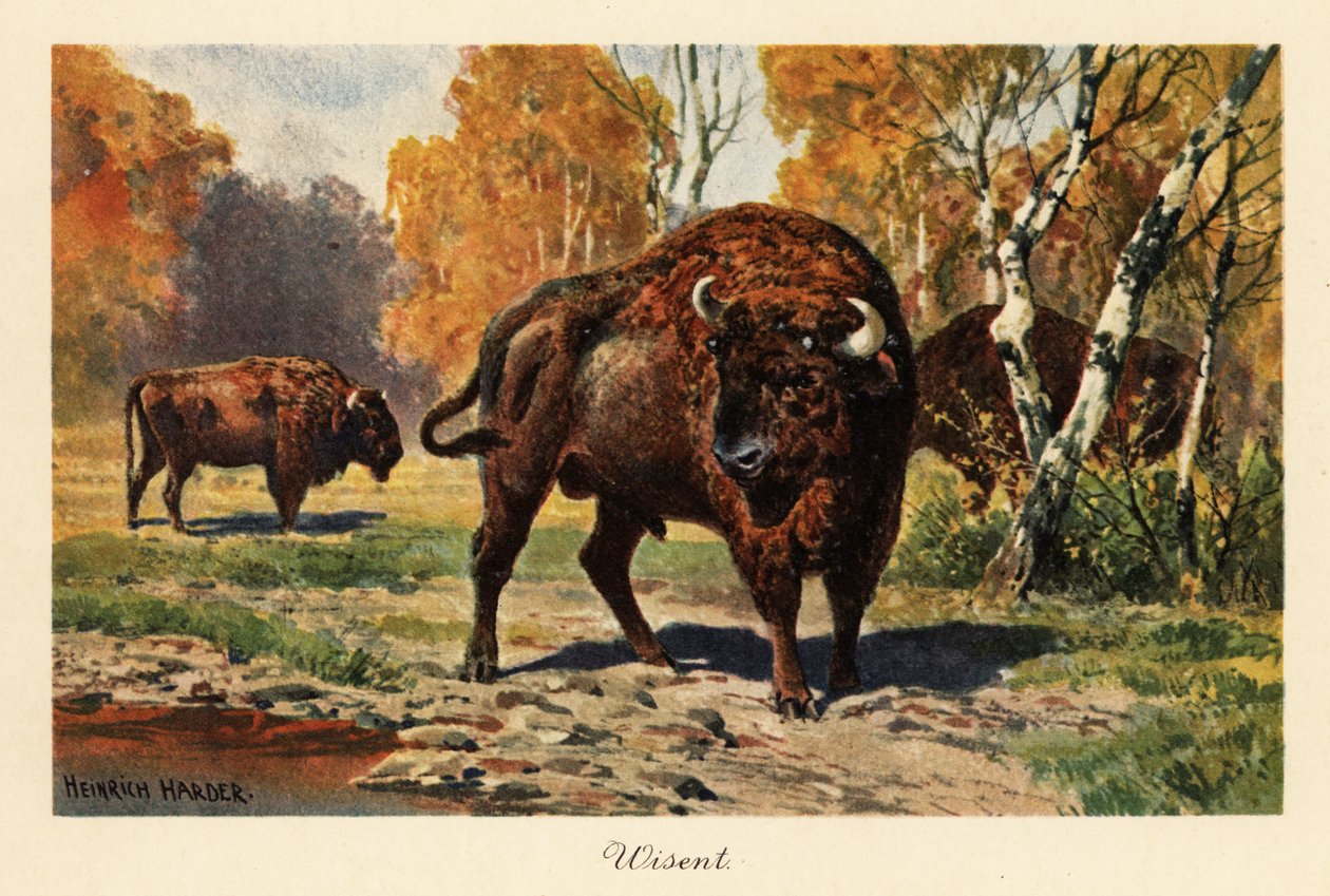 Europeisk bison eller zubr i en skogsglänta. av Heinrich Harder