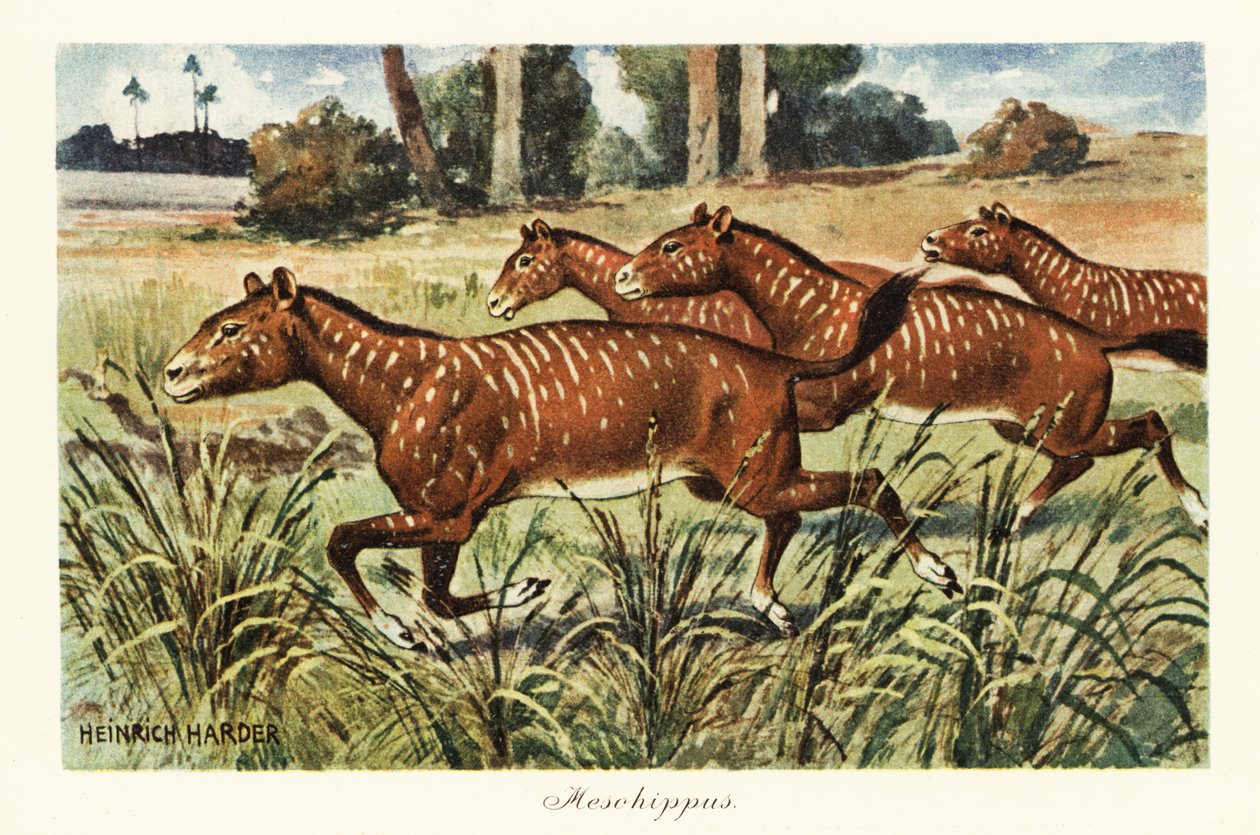 Mesohippus, utdött släkte av tidig häst., 1908 (Tryck) av Heinrich Harder
