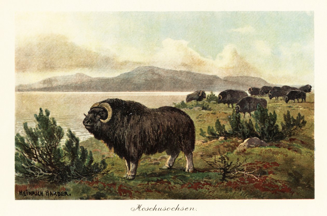 Myskoxe eller myskoxe, Ovibos moschatus., 1908 (Tryck) av Heinrich Harder