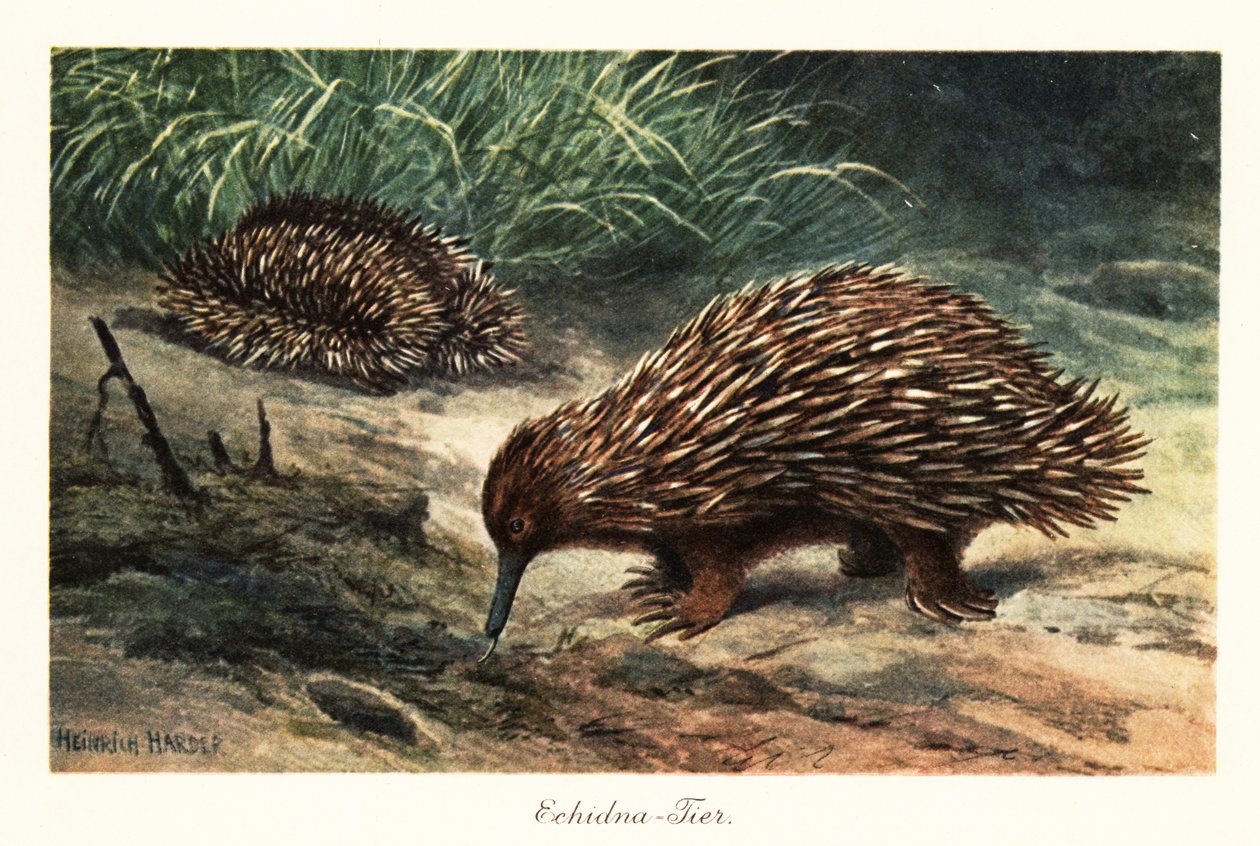 Kortnäbbad echidna, Tachyglossus aculeatus, söker föda. av Heinrich Harder