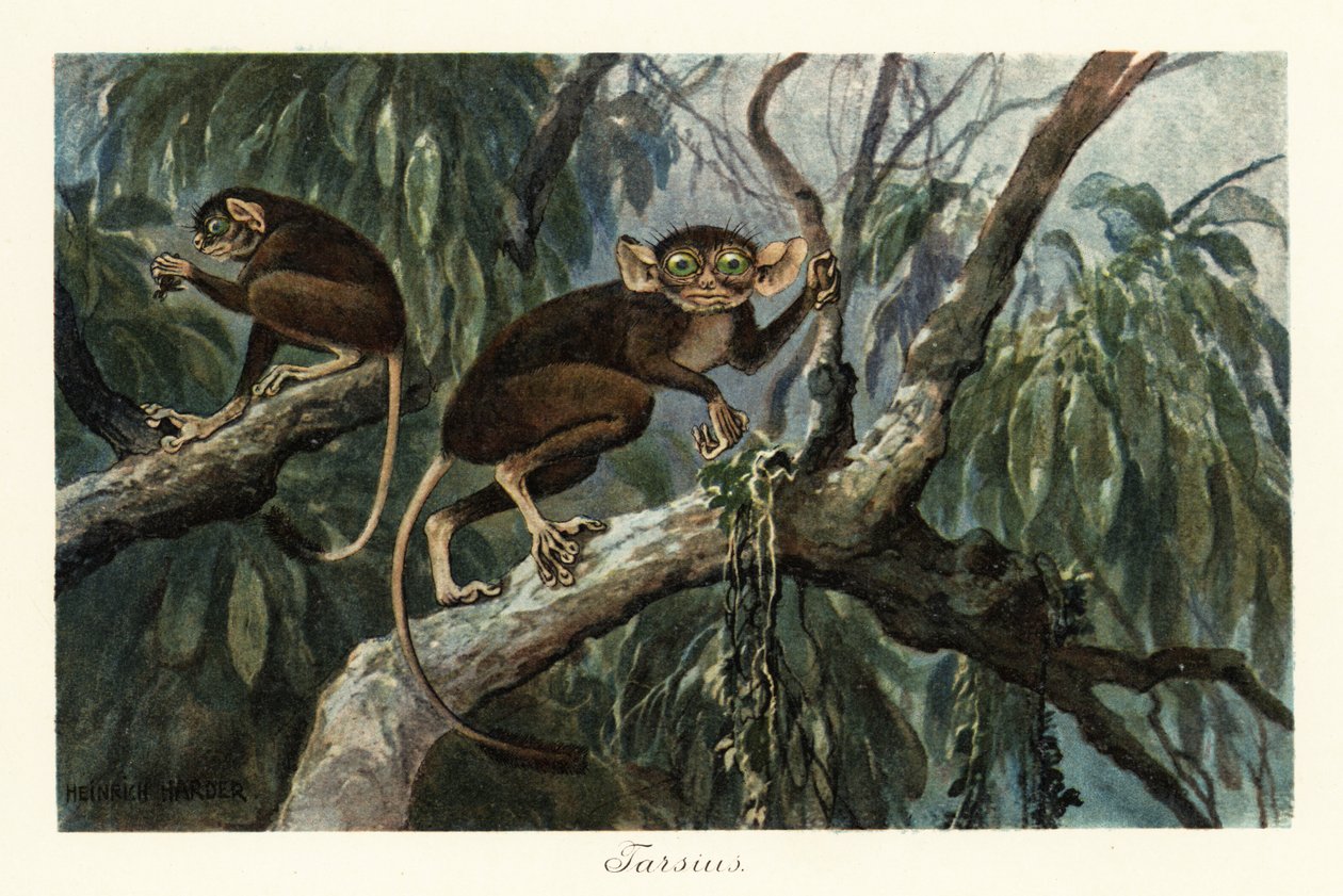 Tarsius, haplorrhinsk primatsläkte av tarsiers., 1908 (Tryck) av Heinrich Harder