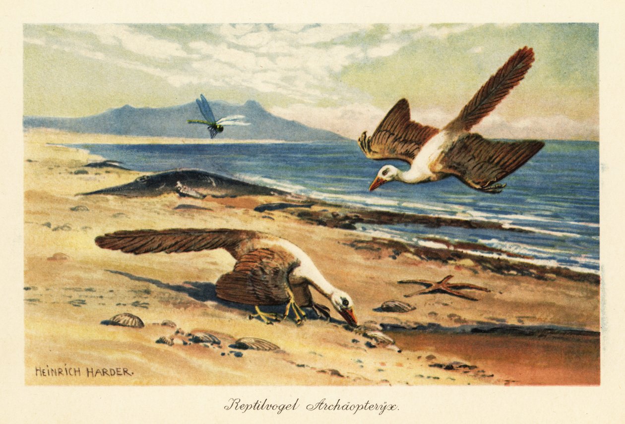 Två Archaeopteryx födosöker på stranden. av Heinrich Harder