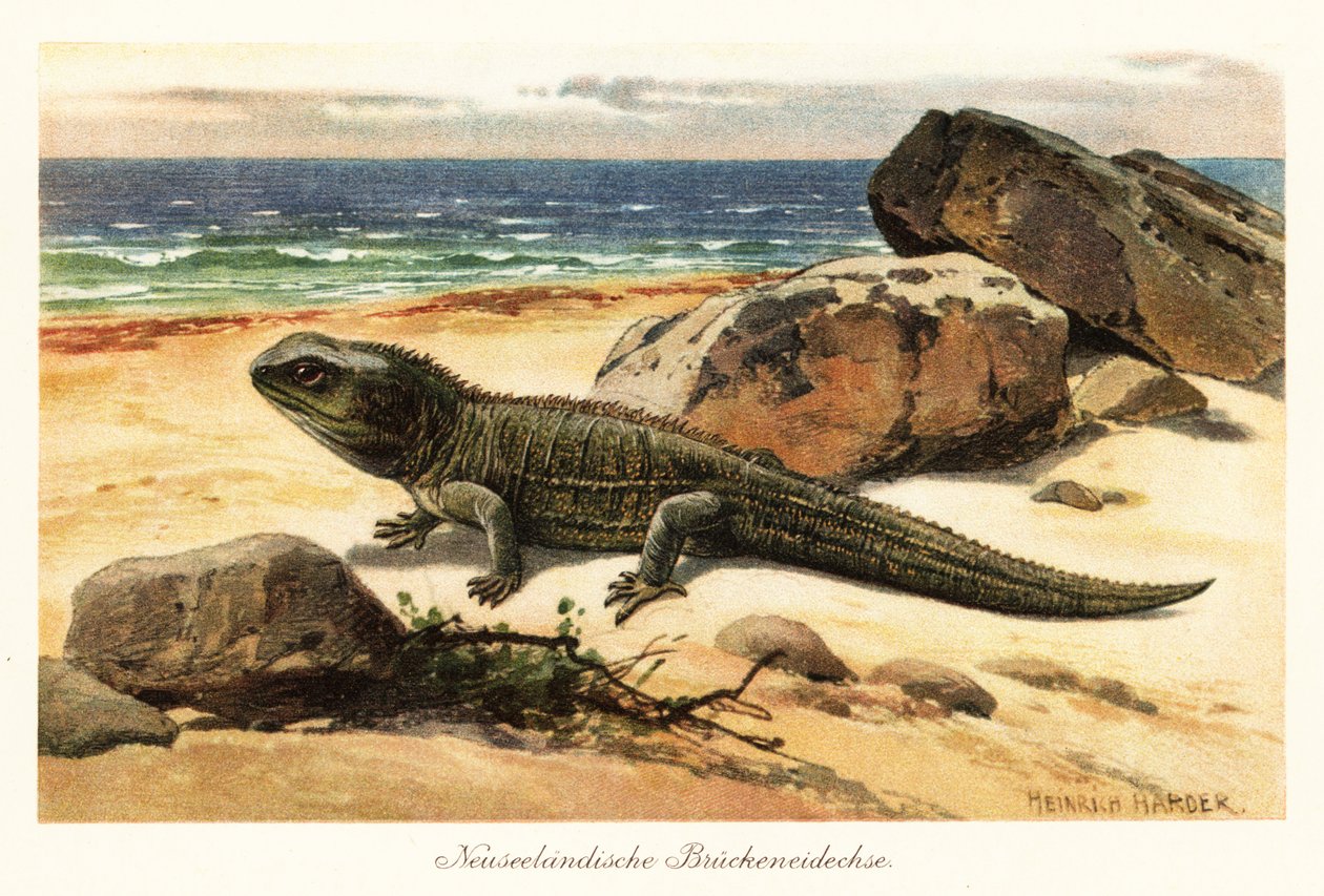 Sårbar tuatara, Sphenodon punctatus, på stranden. av Heinrich Harder
