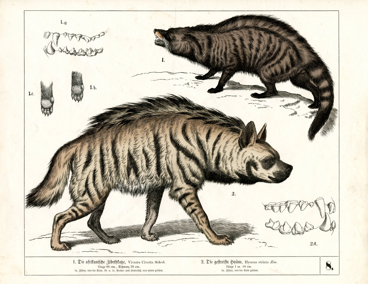 Afrikansk civet och randig hyena med anatomiska detaljer av Heinrich Leutemann