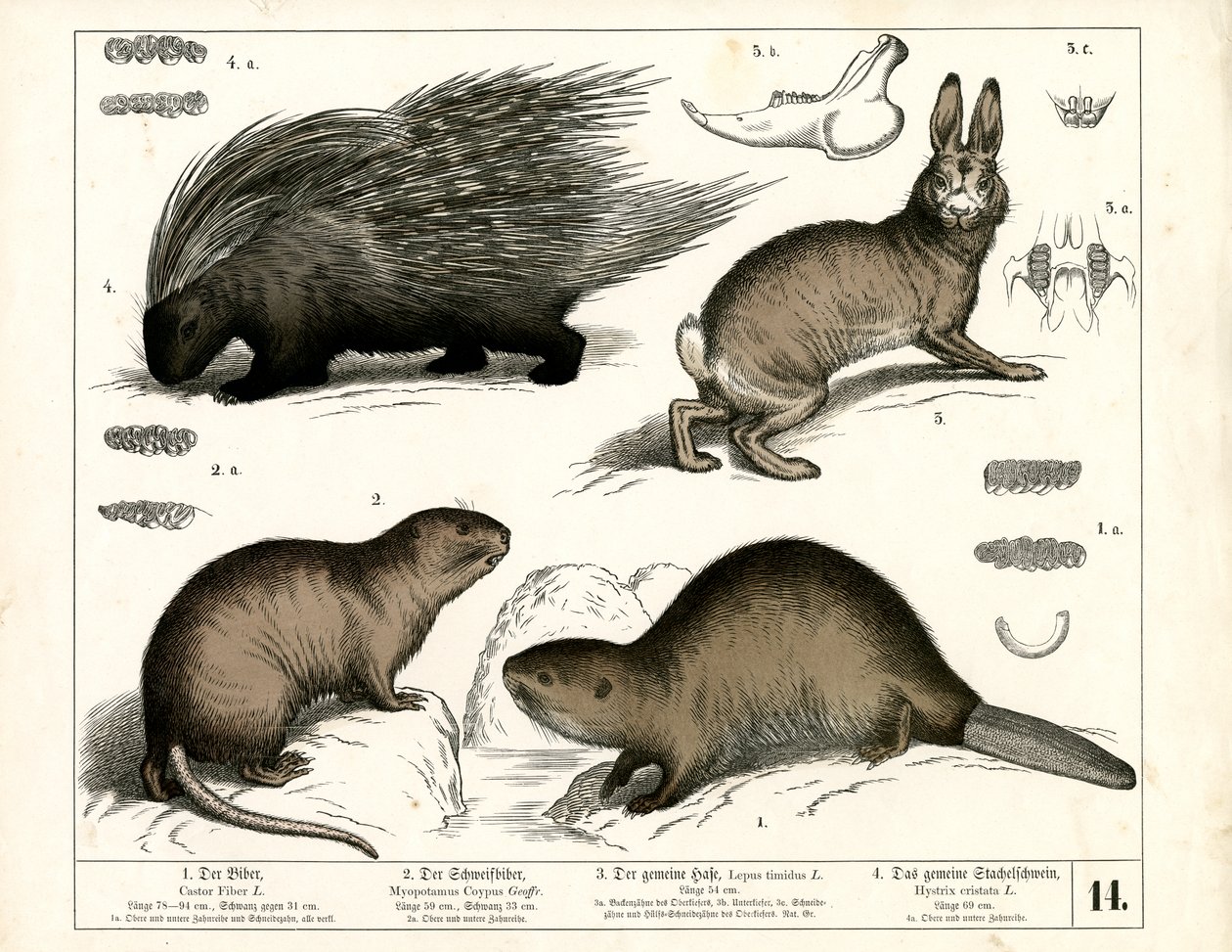 Bäver, piggsvin och hare av Heinrich Leutemann