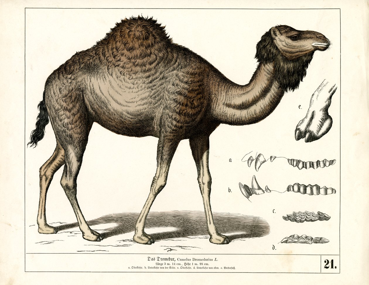 Dromedar med anatomiska detaljer av Heinrich Leutemann