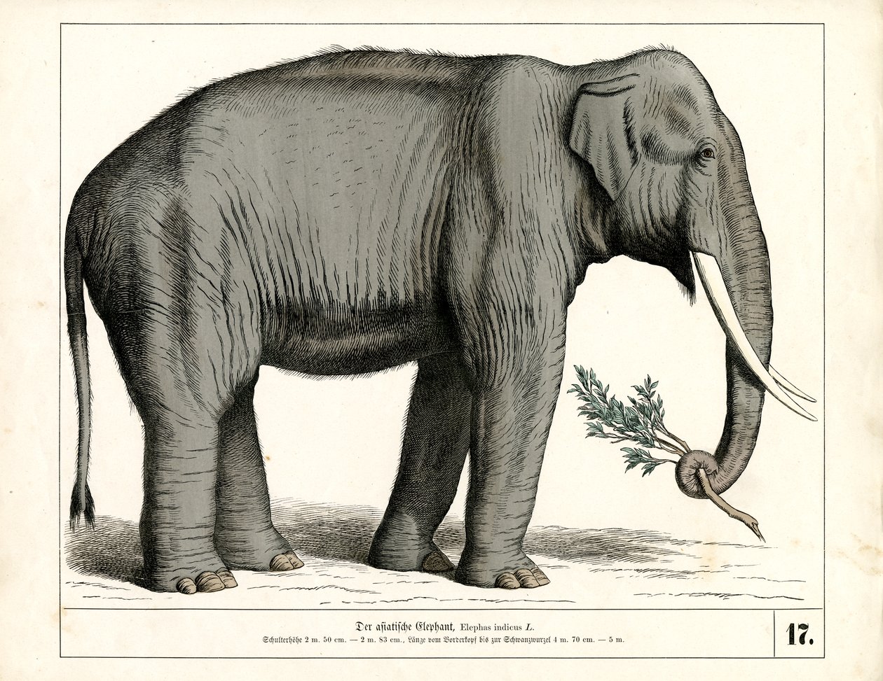 Den asiatiska elefanten av Heinrich Leutemann