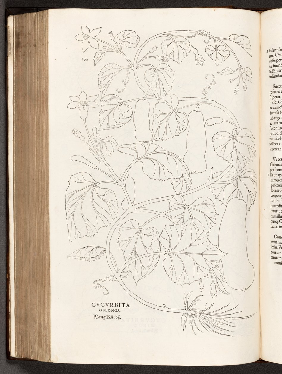 BT3.26.5 s.370 Zucchini, illustration från The history of racial commentaries av Leonhart Fuchs, 1542 av Heinrich and Meyer, Albert Fullmaurer